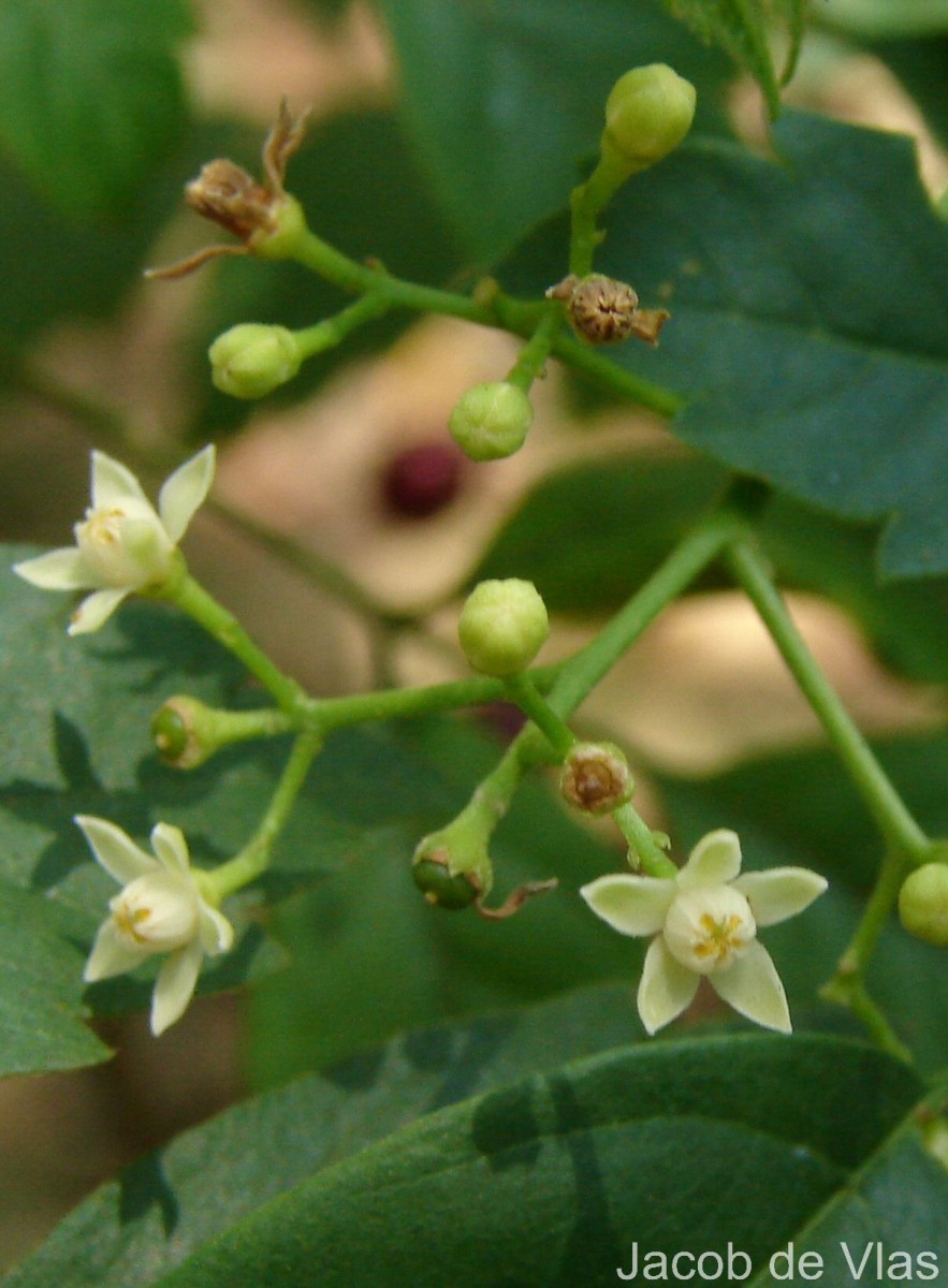 Cipadessa baccifera (Roth) Miq.